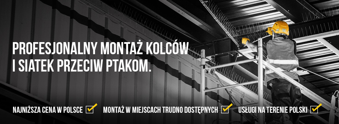 montaż kolców na ptaki